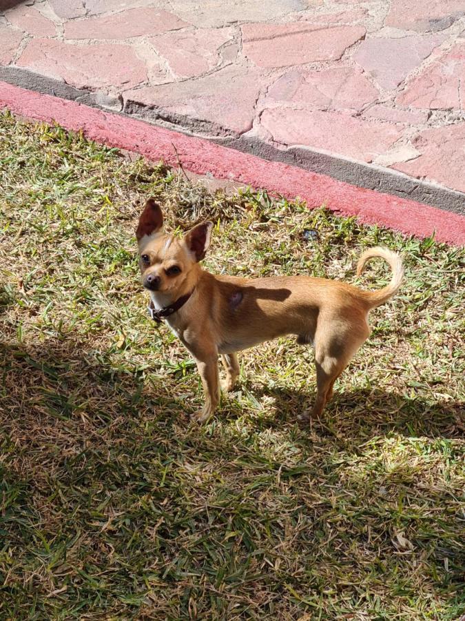 Hostal Ika Chihuahua Exteriör bild